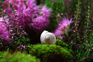 snail-582201_1280.jpg