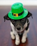 Dog Humor Puppy Cute St Patrick's Day Chihuahua
